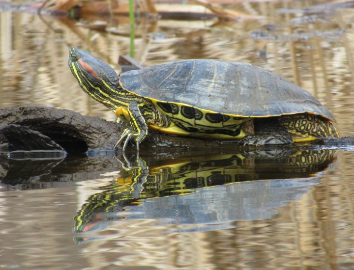 Red-ear Slider